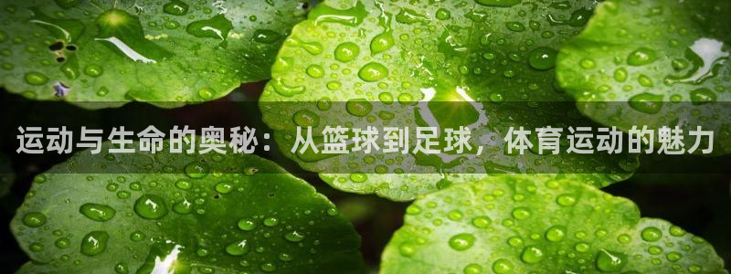 一竞技官方正版app娱乐代理怎么样：运动与生命的奥秘：从篮球